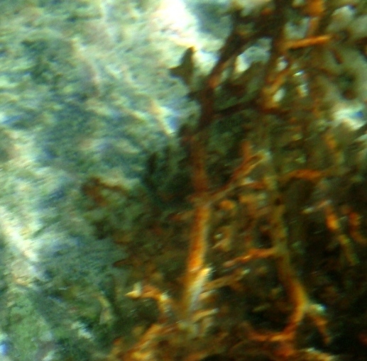 Dictyota linearis